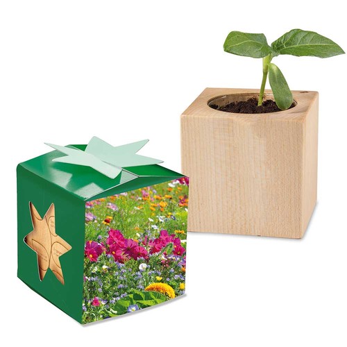Plant-wood star-box with seeds - Summerflowers mix