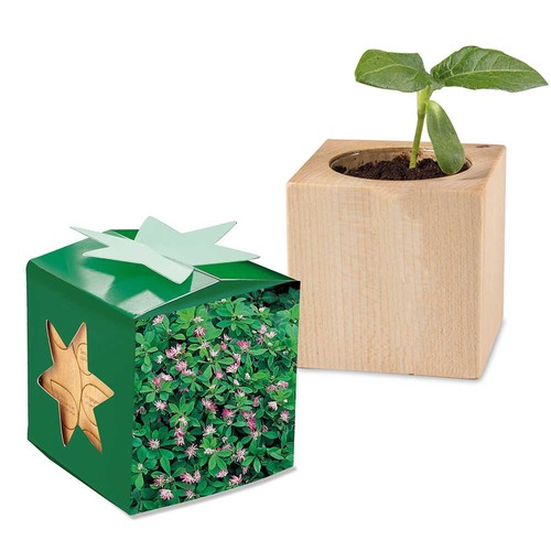 Plant-wood star-box with seeds - Persian clover (seeds)