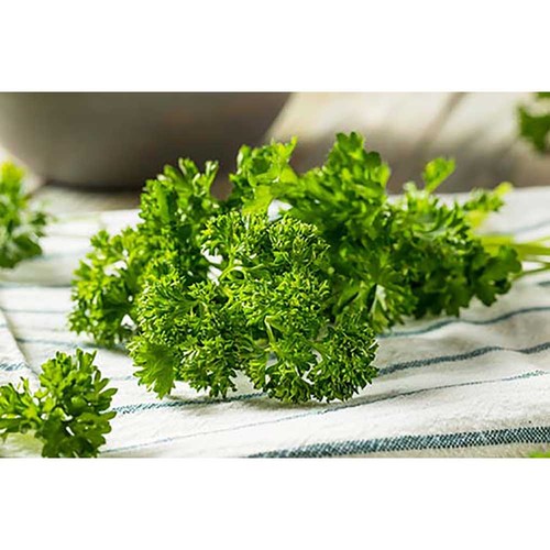 Plant-barrel with seeds - Parsley Plant-barrel with seeds - Parsley