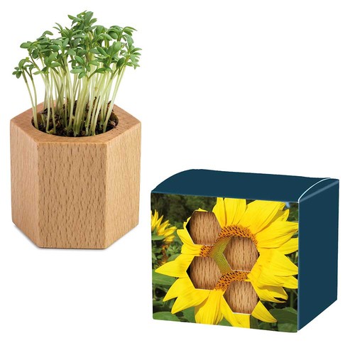 Plant-wood Hexagon with seeds - Sunflowers
