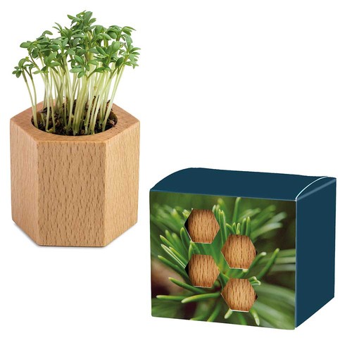 Plant-wood Hexagon with seeds - Spruce