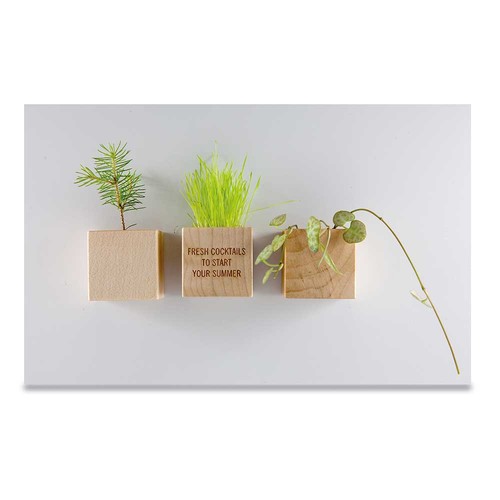 Plant-wood magnet with seeds - chives Plant-wood magnet with seeds - chives
