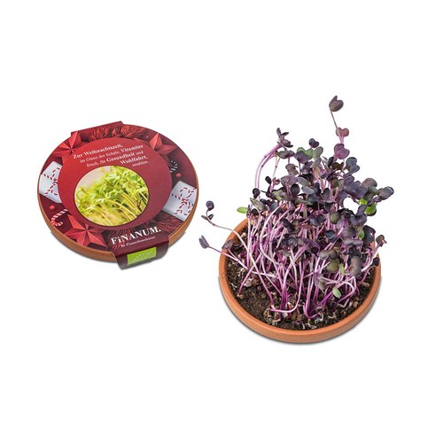 Vitamin-bowl - Christmas - Radies sango