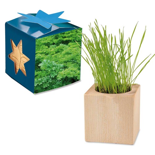 Plant-wood maxi star-box with seeds - Parsley