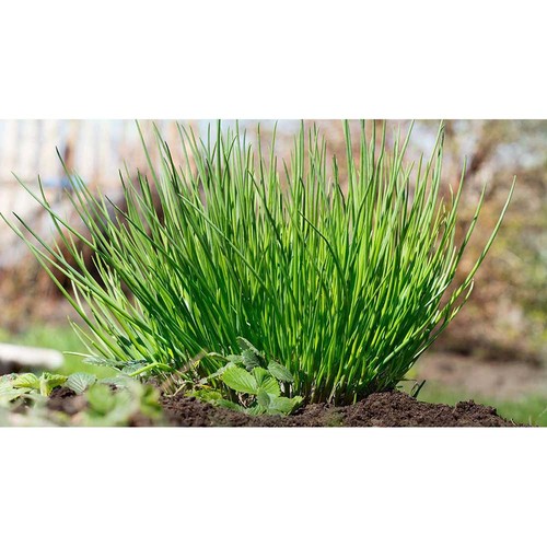 Plant-barrel with seeds - chives Plant-barrel with seeds - chives