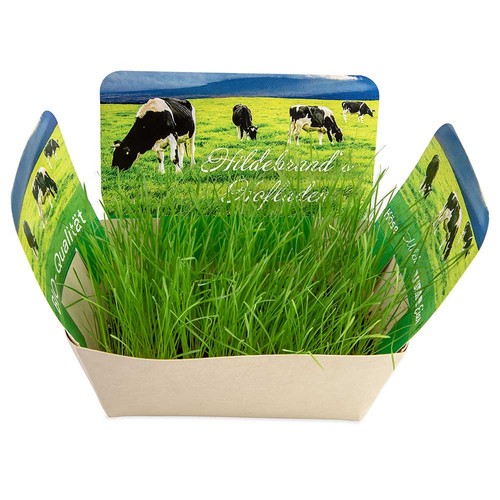 Plantodrom with seeds - chives Plantodrom with seeds - chives