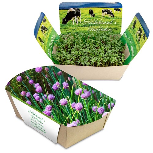 Plantodrom with seeds - chives