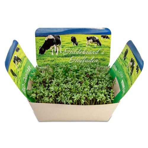 Plantodrom with seeds - Parsley Plantodrom with seeds - Parsley