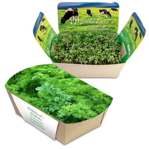 Plantodrom with seeds - Parsley