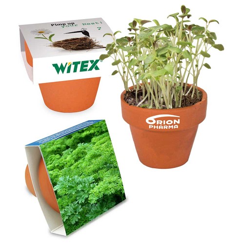 Mini logo-pot paper band with seeds - Parsley