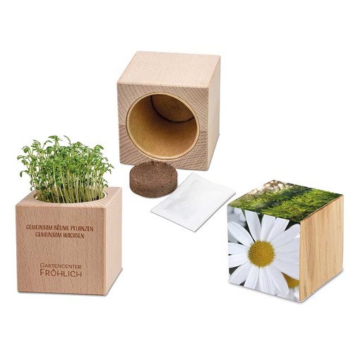 Plant-wood Grande with seeds - Marguerite