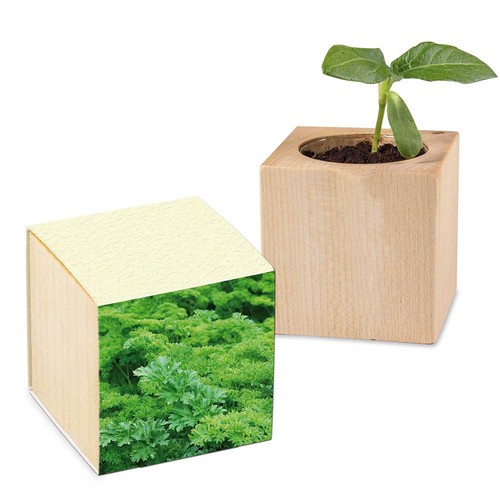 Plant-wood with seeds (paper band from grass paper) - Parsley