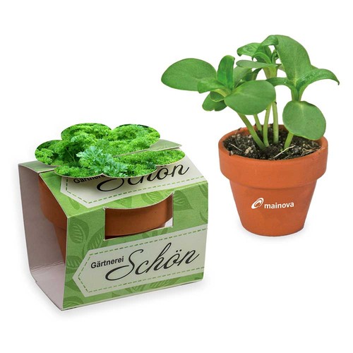 Mini plant-pot flower with seeds - Parsley