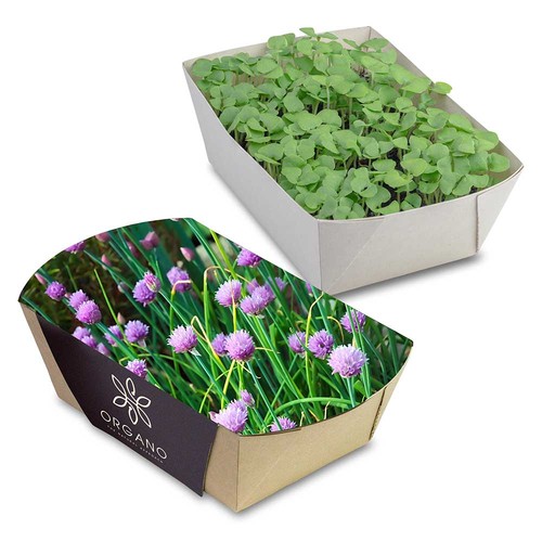 Plant-bowl with seeds - chives