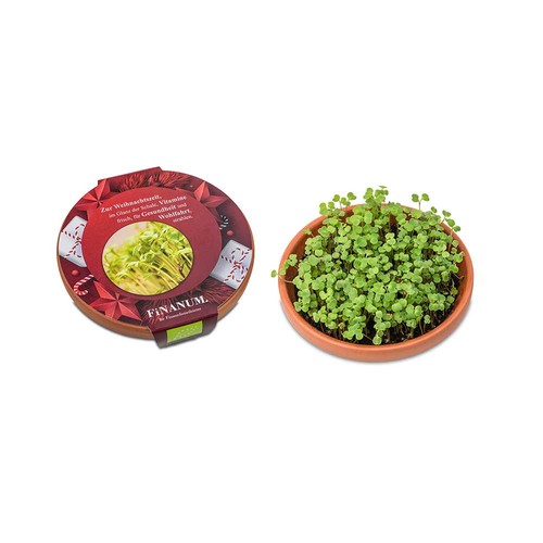 Vitamin-bowl - Christmas - Arugula