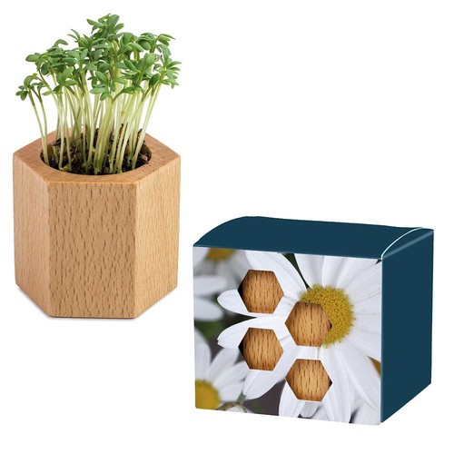 Plant-wood Hexagon with seeds - Marguerite
