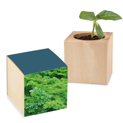 Plant-wood with seeds - Parsley