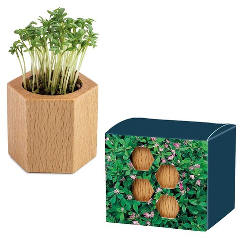 Plant-wood Hexagon with seeds - Persian clover (seeds)