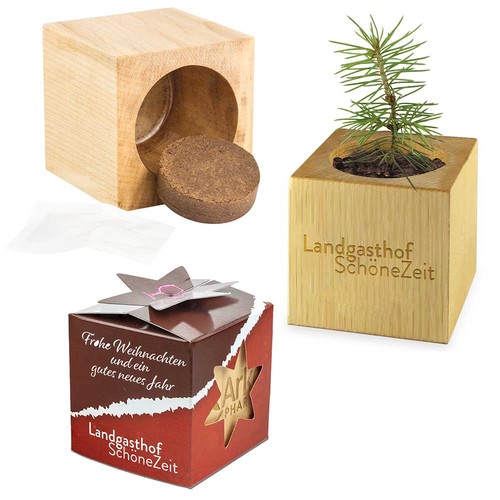 Plant-wood star-box with seeds - Spruce