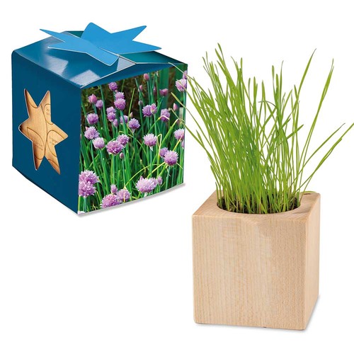 Plant-wood maxi star-box with seeds - chives