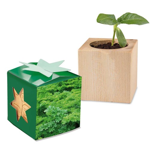 Plant-wood star-box with seeds - Parsley