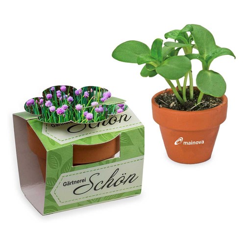 Mini plant-pot flower with seeds - chives
