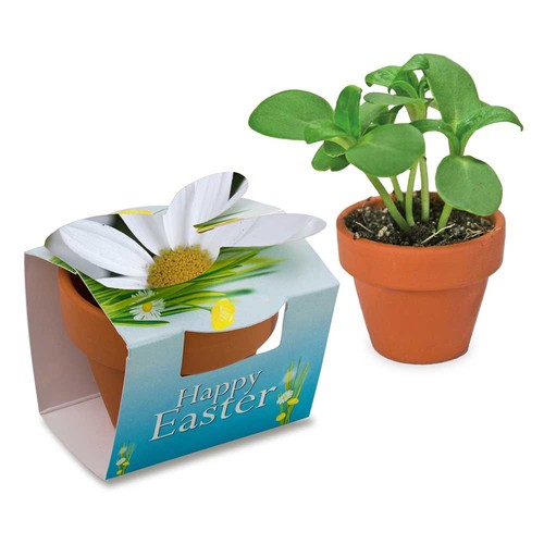 Mini plant-pot bunny with seeds - Marguerite