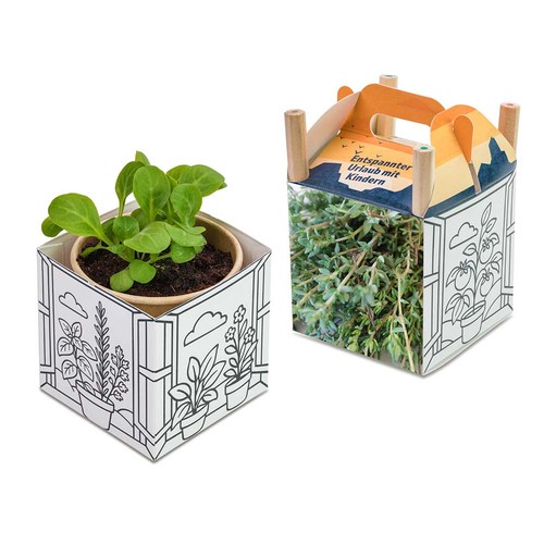 Color & Grow House - Thyme