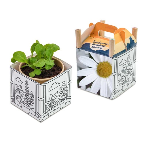 Color & Grow House - Marguerite