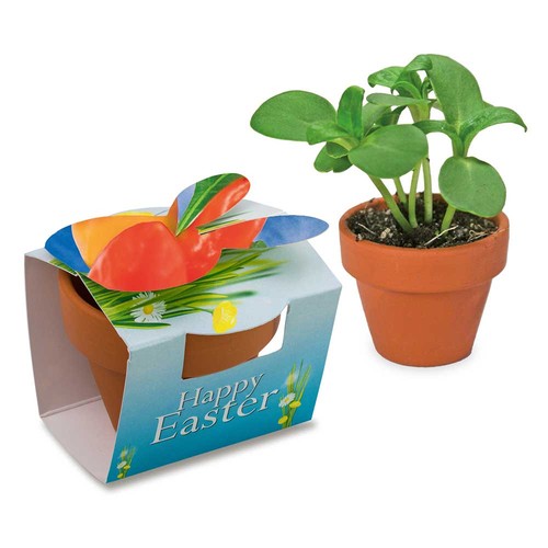 Mini plant-pot bunny with seeds - Chilli