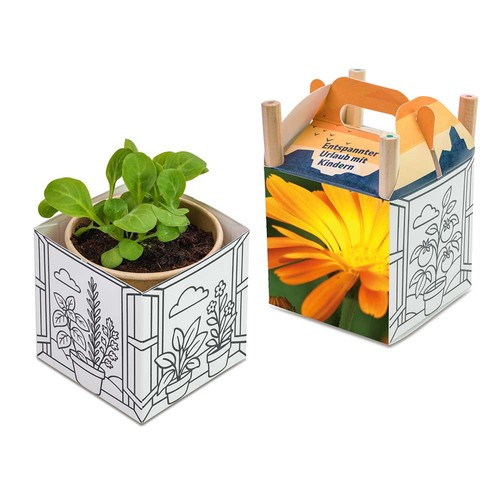 Color & Grow House - Marigold