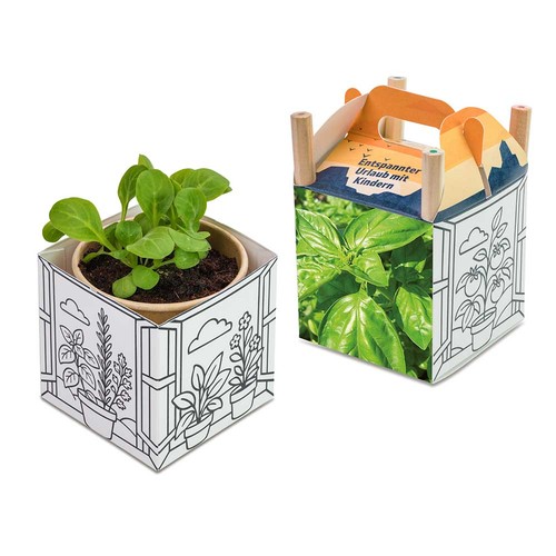 Color & Grow House - Basil