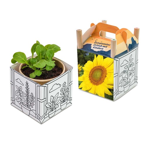 Color & Grow House - Summerflowers mix