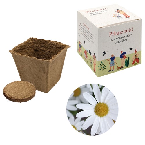 Cube Seed Planting Kit (large) - Oxeye daisy