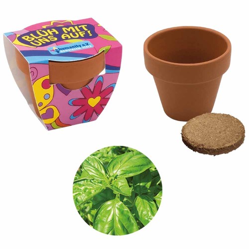 Small terracotta plant pots - Basil