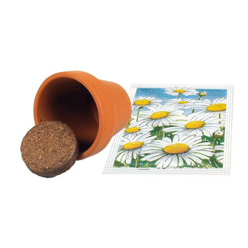 Master Hare Easter Bunnies - seed set - Sunflower Master Hare Easter Bunnies - seed set - Sunflower