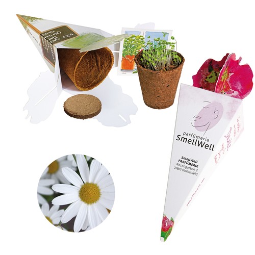 Magic bag - seed set - Oxeye daisy