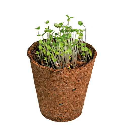 Magic bag - seed set - Forget-me-not Magic bag - seed set - Forget-me-not