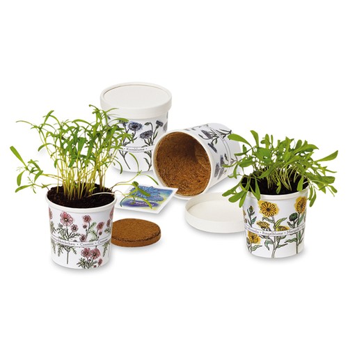 Cup-Flower - seed set - Sunflower Cup-Flower - seed set - Sunflower