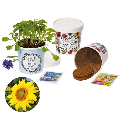 Cup-Flower - seed set - Sunflower