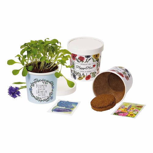 Cup-Flower - seed set - Sunflower Cup-Flower - seed set - Sunflower