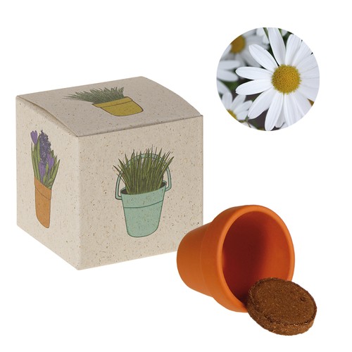 Promotional Seed Cube (grass paper) - Oxeye daisy