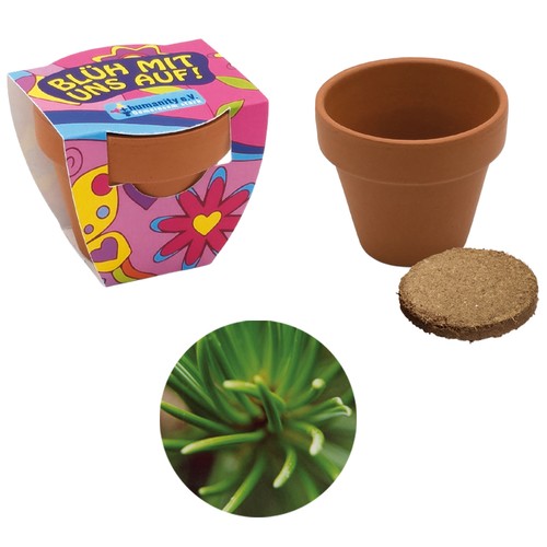 Small terracotta plant pots - Norway spruce