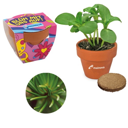 Small terracotta plant pots - Norway spruce Small terracotta plant pots - Norway spruce