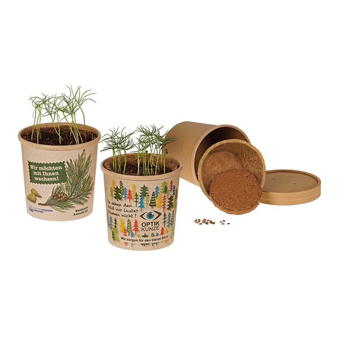 Cup-Sized Sapling - seed Kit - Norway spruce