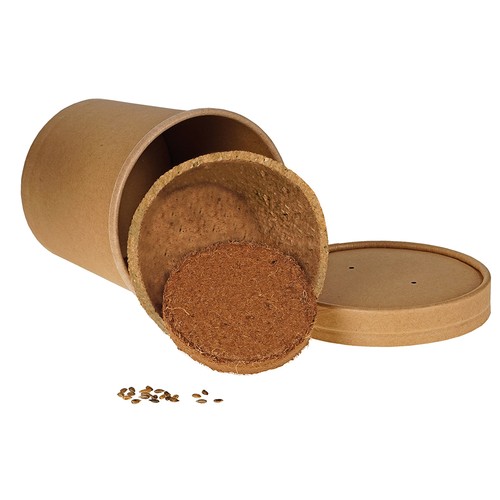 Cup-Sized Sapling - seed Kit - Norway spruce Cup-Sized Sapling - seed Kit - Norway spruce