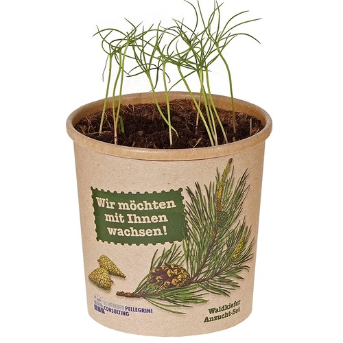 Cup-Sized Sapling - seed Kit - Norway spruce Cup-Sized Sapling - seed Kit - Norway spruce