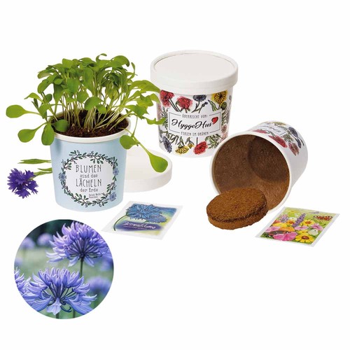 Cup-Flower - seed set - Cornflower