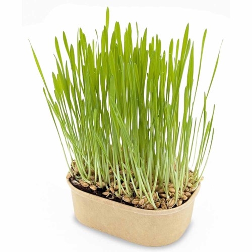 Cat grass planting kit - Cat grass Cat grass planting kit - Cat grass