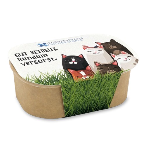 Cat grass planting kit - Cat grass Cat grass planting kit - Cat grass